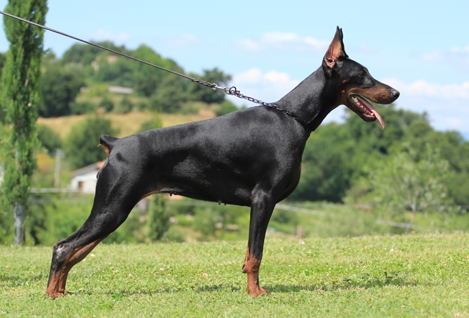 Teraline Insolence | Black Doberman Pinscher