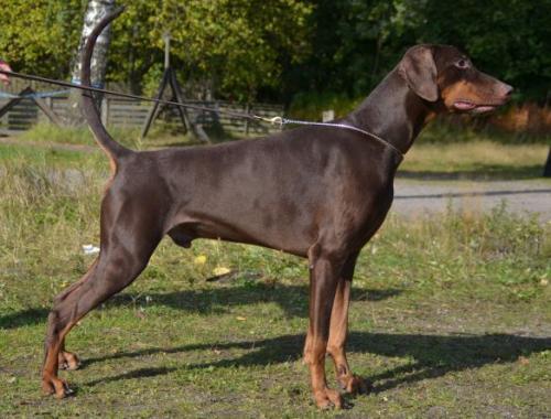 San Soul Born To Be Wild | Brown Doberman Pinscher