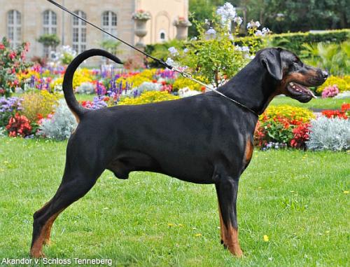 Akandor v. Schloss Tenneberg | Black Doberman Pinscher