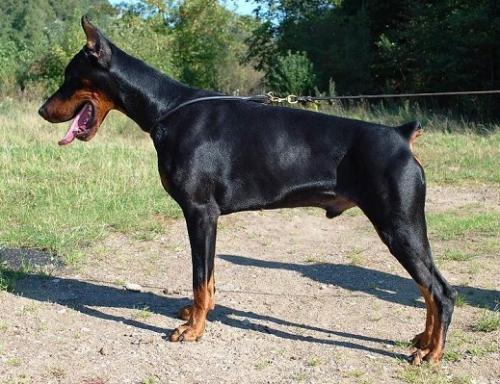 Tristan the Hero Mudu | Black Doberman Pinscher