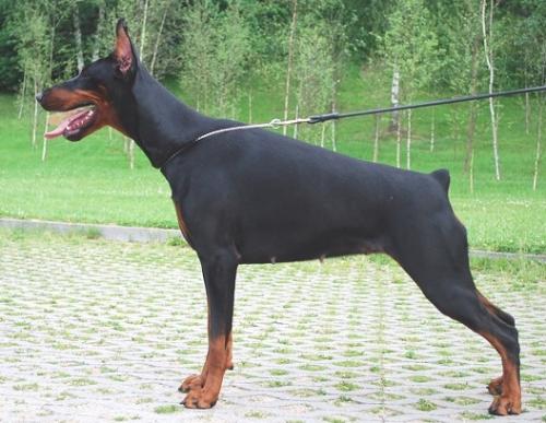 Tequila Zara Mudu | Black Doberman Pinscher