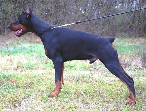 Tango in Black Mudu | Black Doberman Pinscher