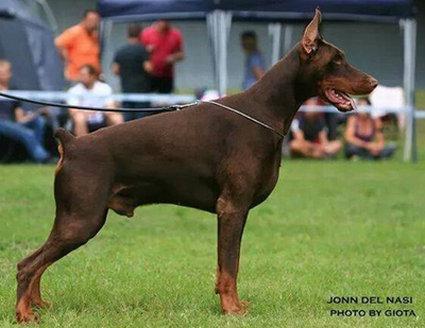 Jonn del Nasi | Brown Doberman Pinscher