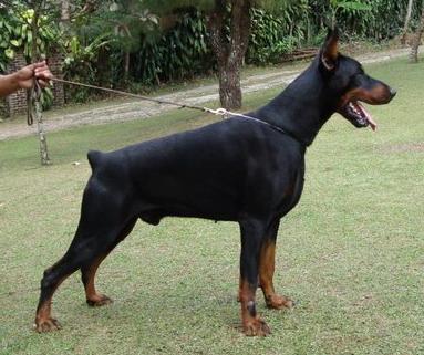 Harmonic's Qido | Black Doberman Pinscher