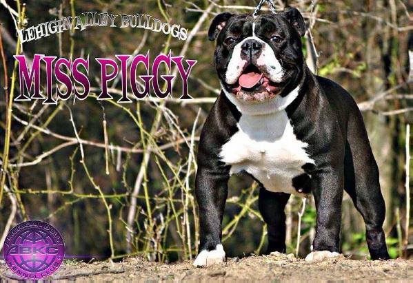 MISS PIGGY OF LVB | Olde English Bulldogge 