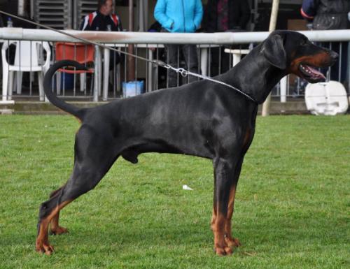 Eros v. Schuylenburcht | Black Doberman Pinscher