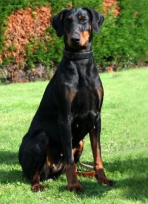 Choice v. Schuylenburcht | Black Doberman Pinscher