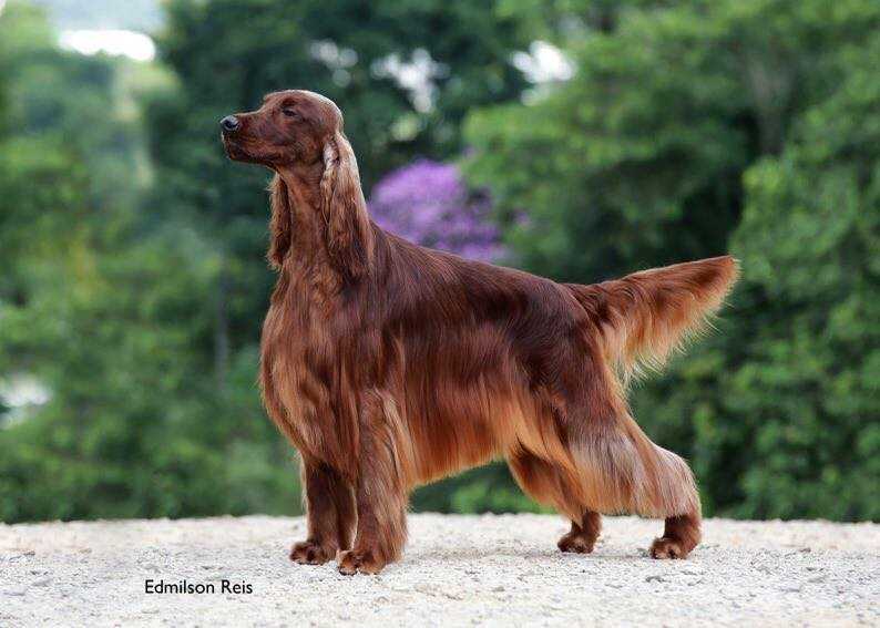 MiJean's Undercover | Irish Setter 
