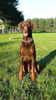 Ivanho v. Schuylenburcht | Brown Doberman Pinscher