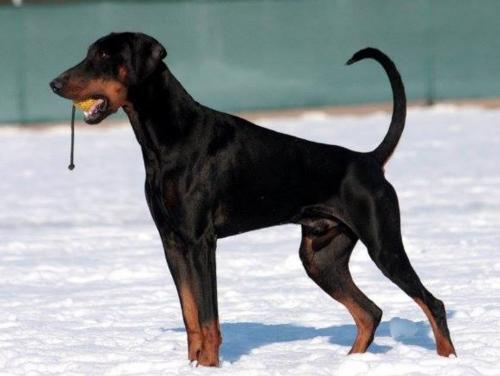 Ike v. Schuylenburcht | Black Doberman Pinscher