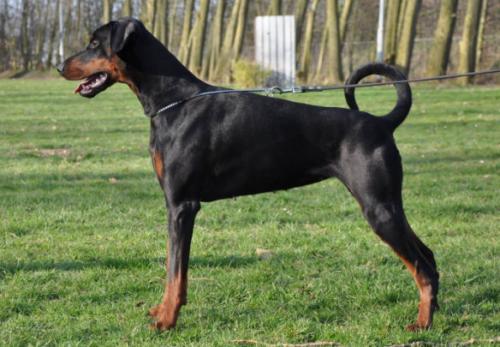 Heavy-Two v. Schuylenburcht | Black Doberman Pinscher