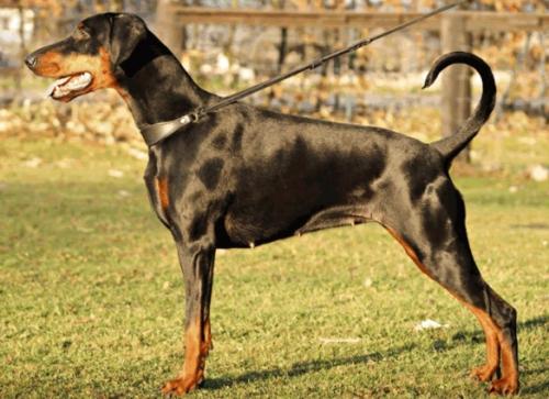 Cheyenne v. Haus Untersberg | Black Doberman Pinscher