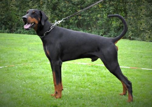 Morax Les Deux Peupliers | Black Doberman Pinscher