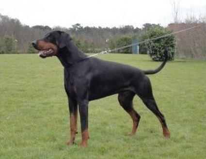Lexus Les Deux Peupliers | Black Doberman Pinscher