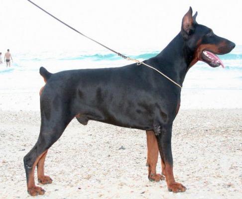 Harco Les Deux Peupliers | Black Doberman Pinscher