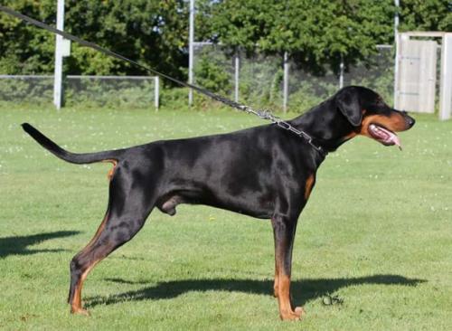 Eros v.d. Groote Maat | Black Doberman Pinscher