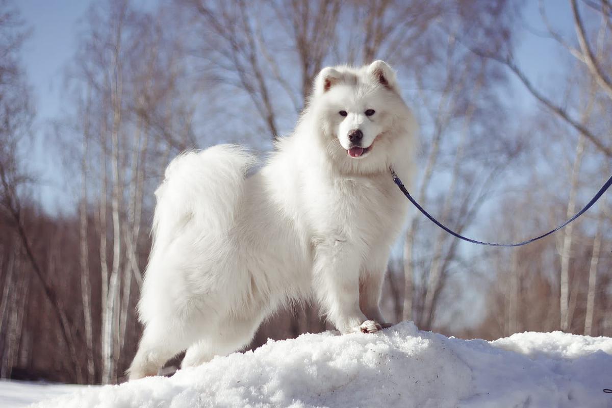 Sormovskaya Zarya Ilmari | Samoyed 