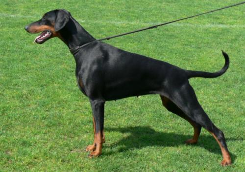 Jette v. Natsonda | Black Doberman Pinscher