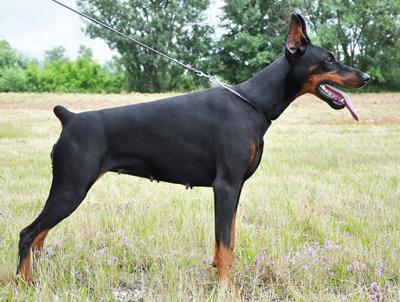 Sabba of Blackmagic Land | Black Doberman Pinscher