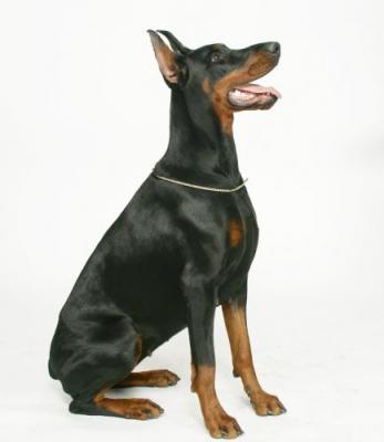 Rainbow Best of Sea | Black Doberman Pinscher