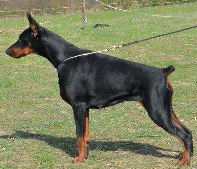 Dona Adelante Tirana | Black Doberman Pinscher