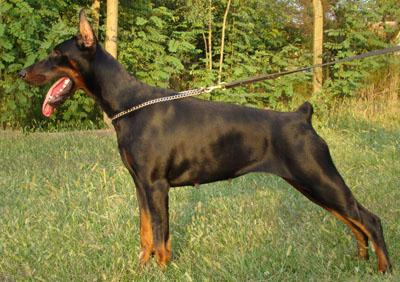 Tahi-Reme Didiane | Black Doberman Pinscher