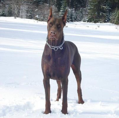 Paco Pride Black Novak | Brown Doberman Pinscher