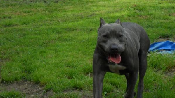 Blue Passion's Geizel | American Pit Bull Terrier 