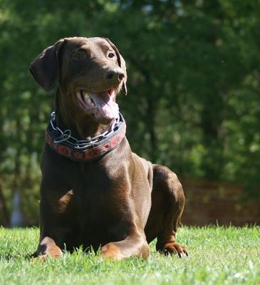 Denwest Fela Fabian | Brown Doberman Pinscher