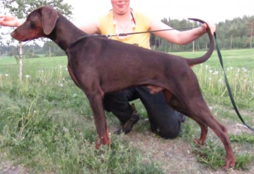 Monwelt's Kraft Valdo | Brown Doberman Pinscher