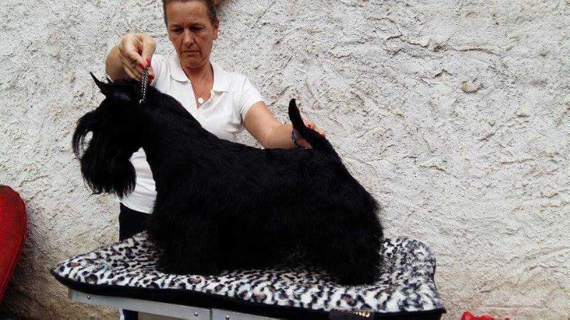 Scotline Sir Horatio | Scottish Terrier 