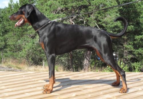 Monwelt's Kraft Vince | Black Doberman Pinscher