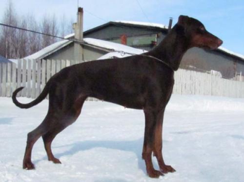 Monwelt's Kraft Velvet | Brown Doberman Pinscher