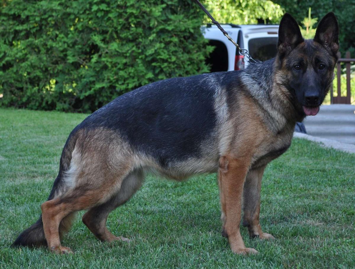 Azza Sofievskaya Zemlya | German Shepherd Dog 