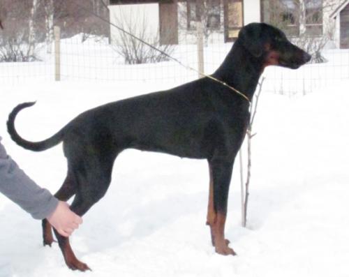 Monwelt's Kraft Vivid | Black Doberman Pinscher