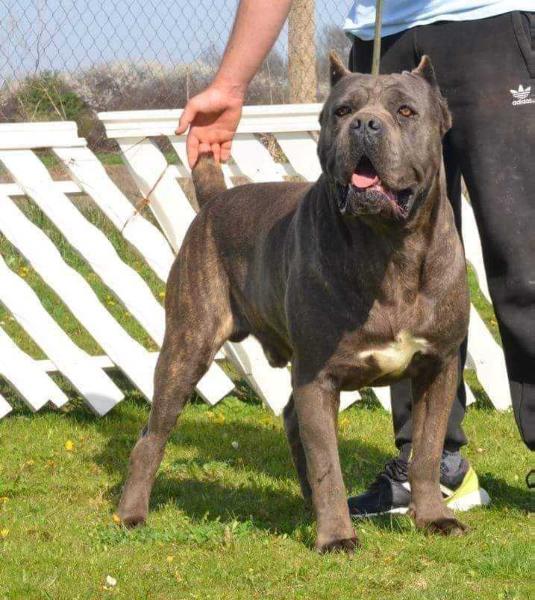 HAYKYTTO STRAJANO | Cane Corso 