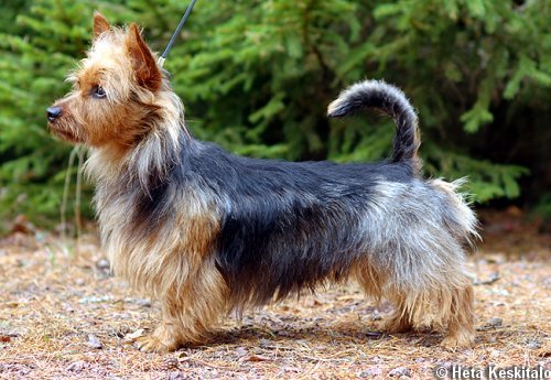 Truozzy's Rock Me | Australian Terrier 