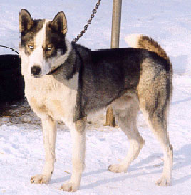 Shaguluk’s Onyx Of Tay Marr 92.4 | Siberian Husky 