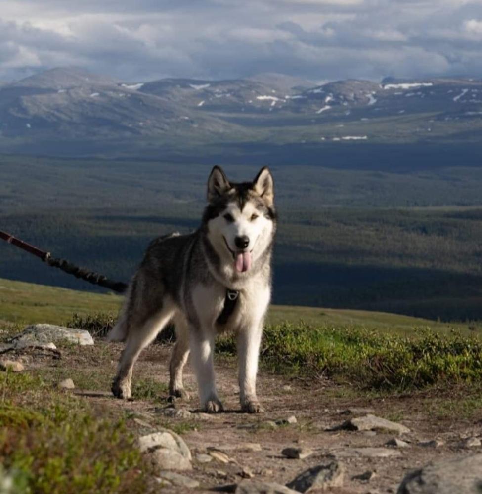 Kannanaqs LuminousMoon | Alaskan Malamute 