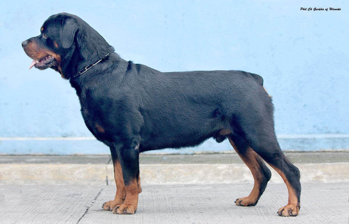 Gurkha of Wieneke | Rottweiler 