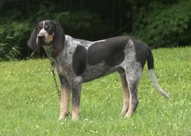 Gatewoods Blue Dog Timber Jack | Bluetick Coonhound 
