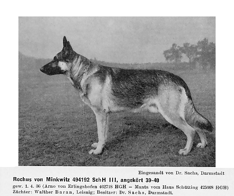 Rochus von Minkwitz | German Shepherd Dog 