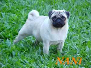 NABUCO'S NANI PEOPLE | Pug 