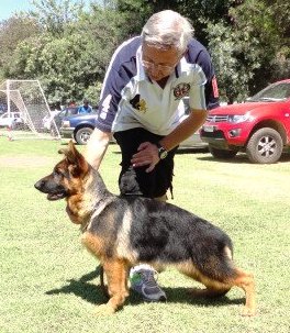 Manuela von der Gitor | German Shepherd Dog 