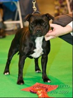 Samtan Forget-Me-Not JW | Staffordshire Bull Terrier 