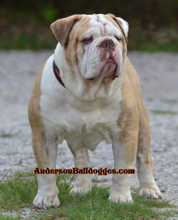 Nunley's Cool Hand Luke | Olde English Bulldogge 