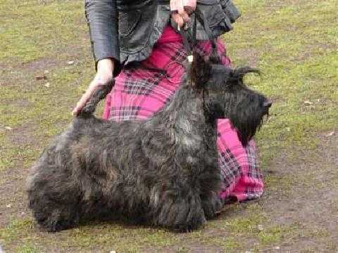 Robusto Forte della Quattrocento | Scottish Terrier 