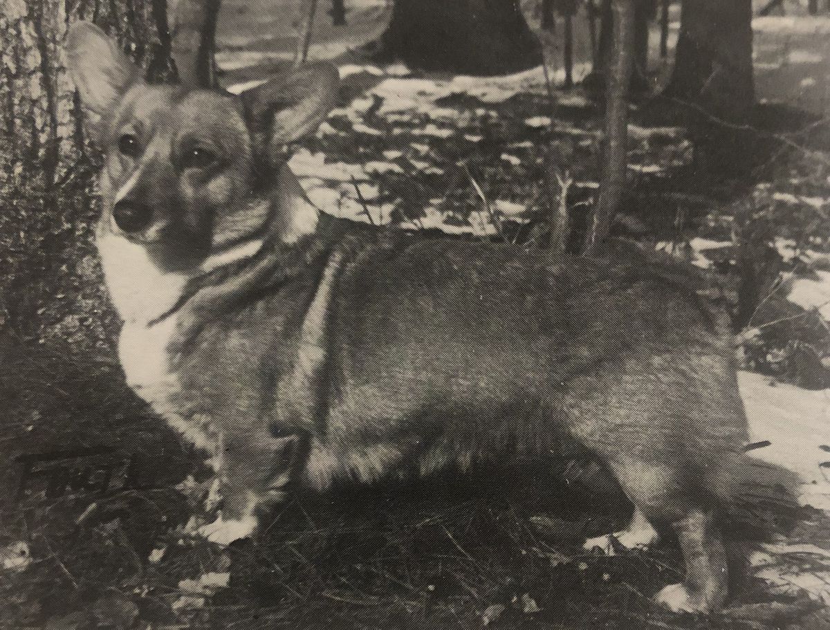 Cordane's Bundle Of Misschif | Pembroke Welsh Corgi 