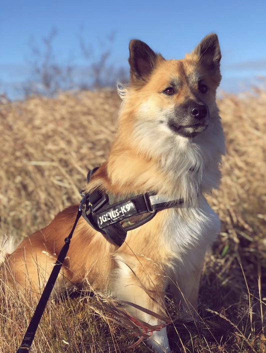 Laufeyjar Fjallafífill Frá Dverghamri | Icelandic Sheepdog 