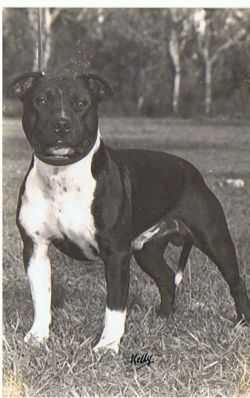 Wynstaff Oliver Also | Staffordshire Bull Terrier 